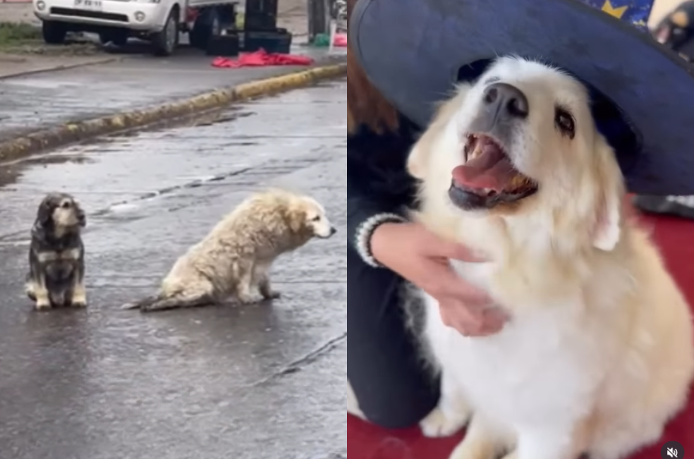 Un perro se arrastraba en la calle mientras todos lo ignoraban: así cambió su vida