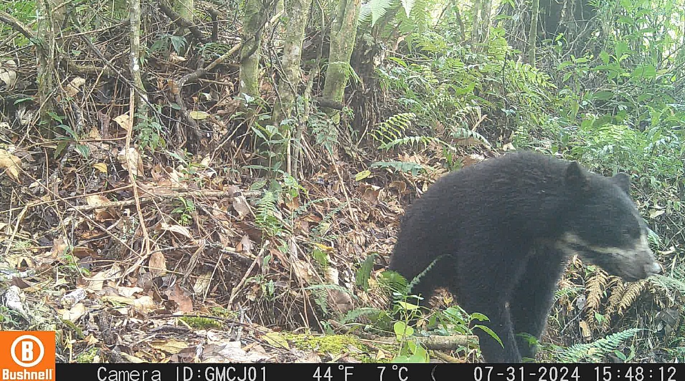 En video: ven, por primera vez, a una osa de anteojos con su cría en Rivera, Huila