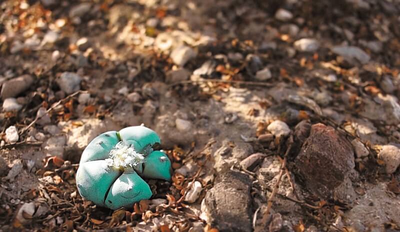 En el desierto me encontré (crónica)