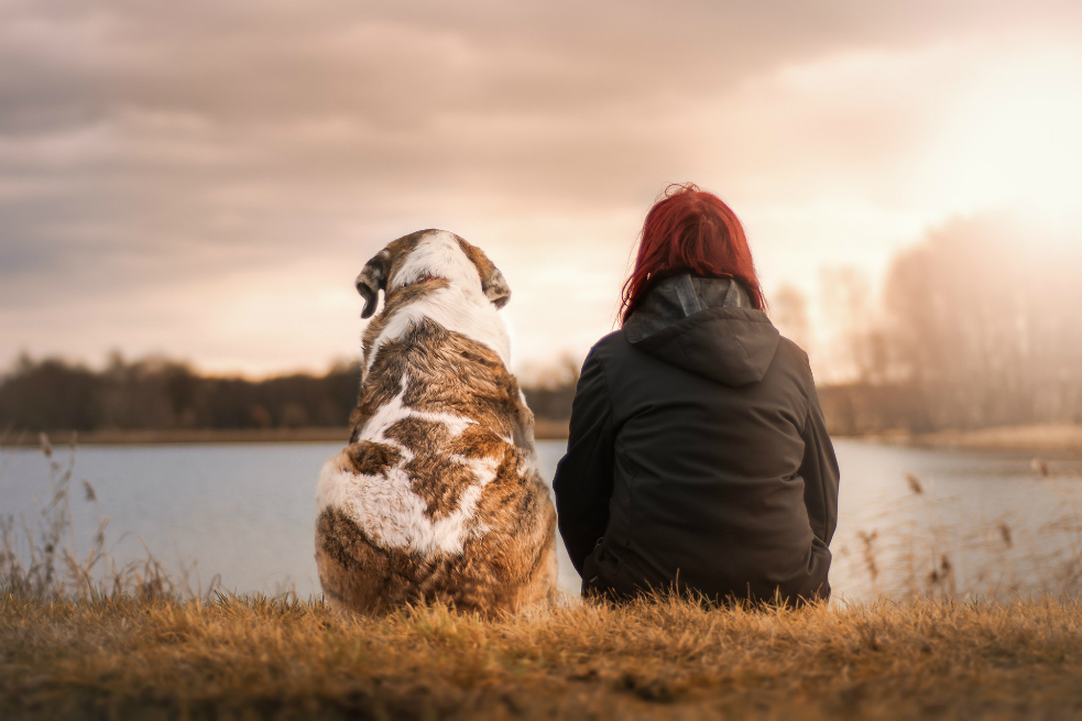 Perro lleva más de 80 días esperando a su dueña en el lugar donde falleció