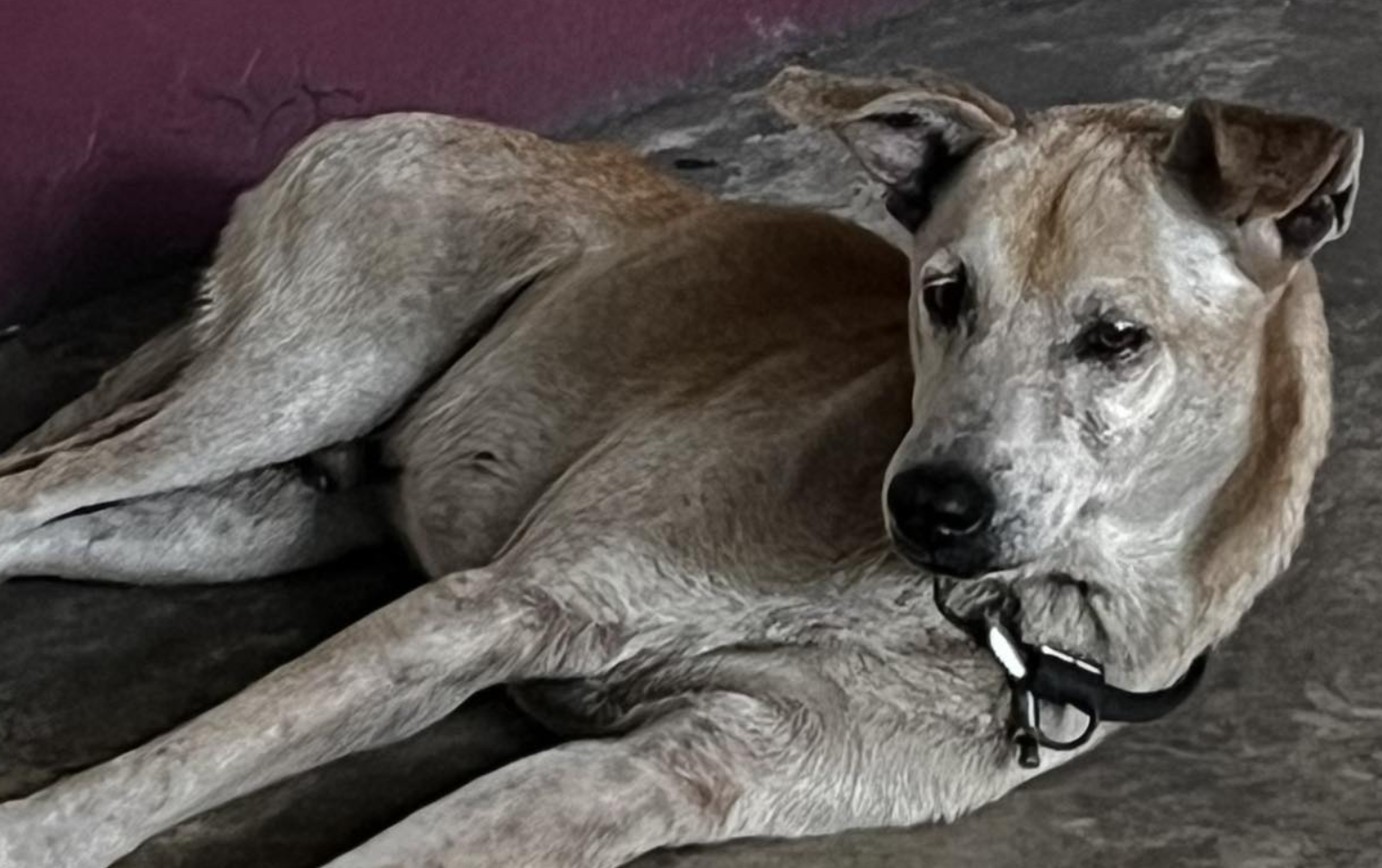 Morgan, el perro que esperó a su dueño muerto en el hospital por más de un año