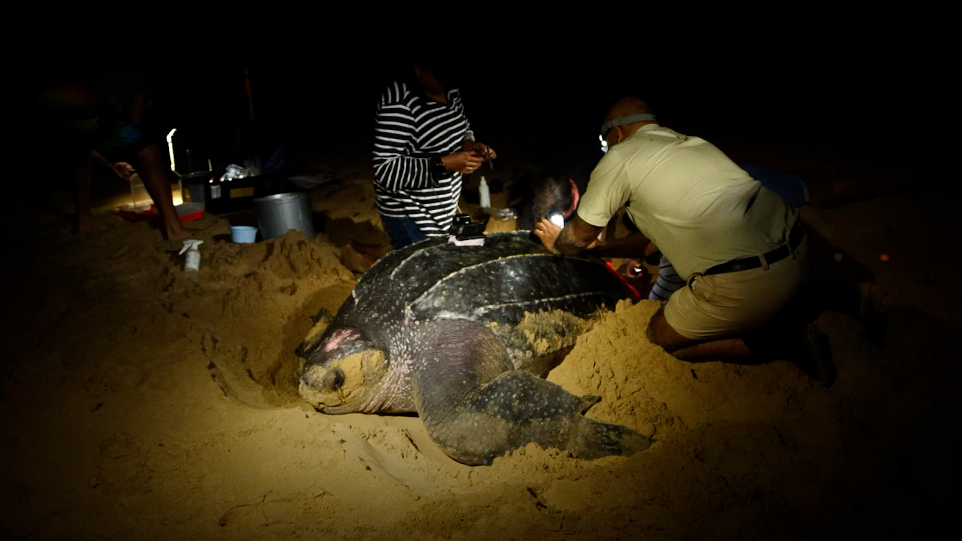 Así le siguen el rastro los científicos a las tortugas más grandes del mundo