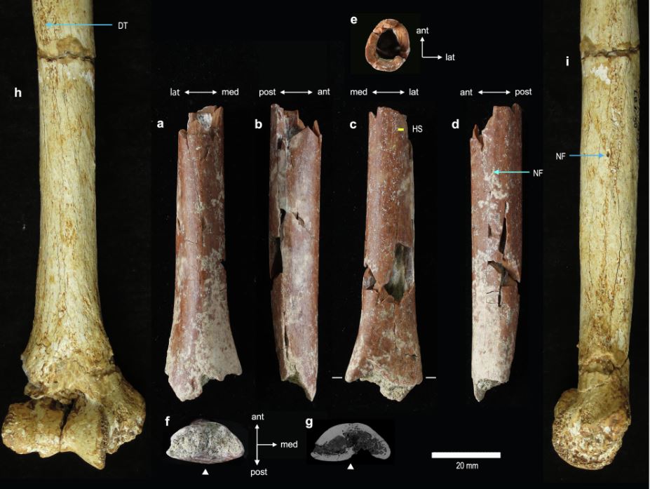 En esta isla, habitaron humanos de un metro de altura. ¿Qué fue lo que los encogió?