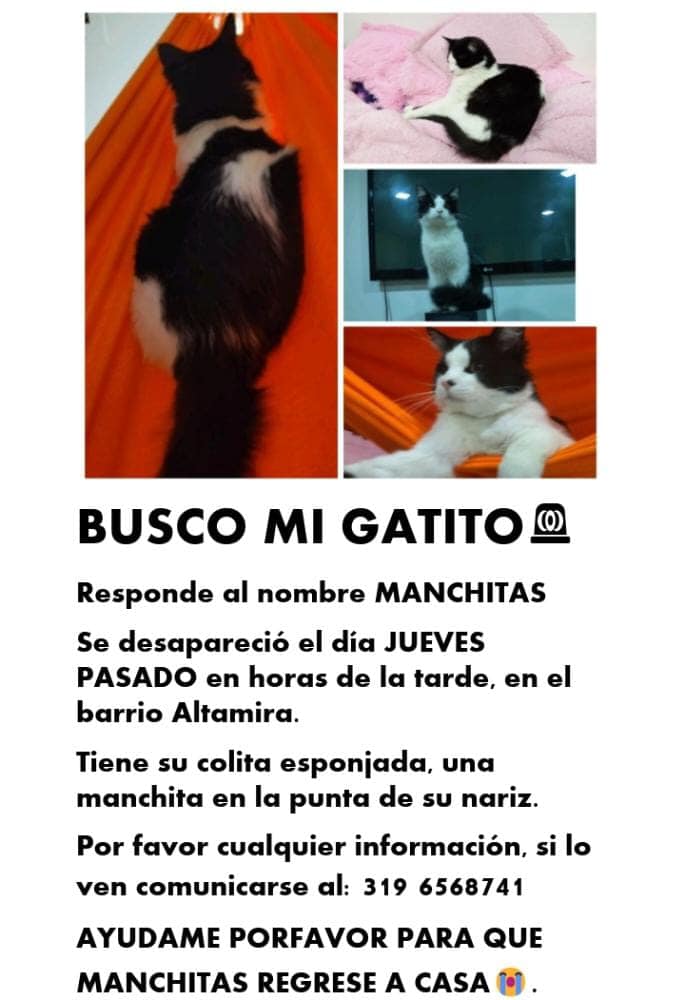 Gatos perdidos en Bogotá, ¿los ha visto?