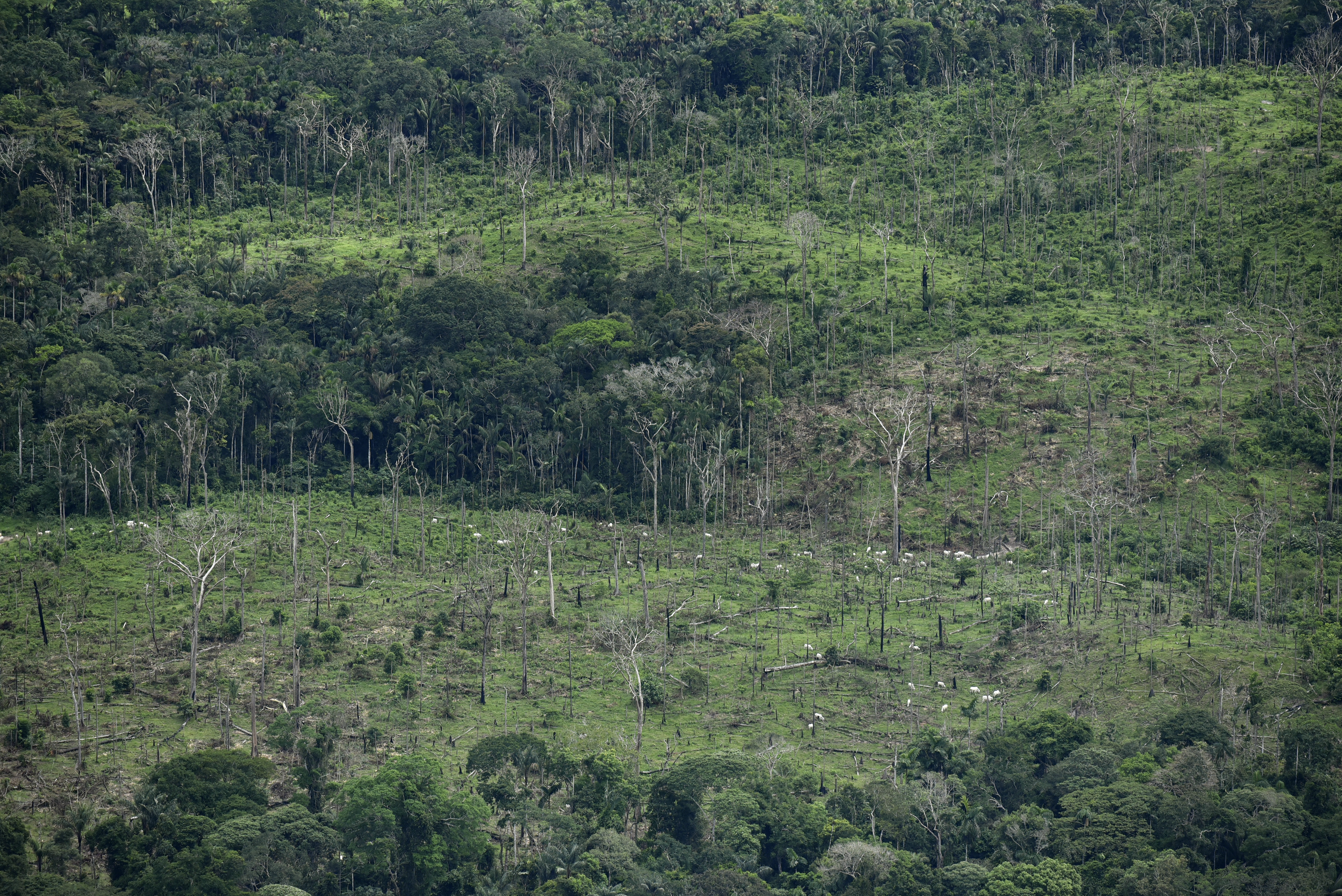 Los puntos clave de la Ley de delitos ambientales aprobada en Colombia