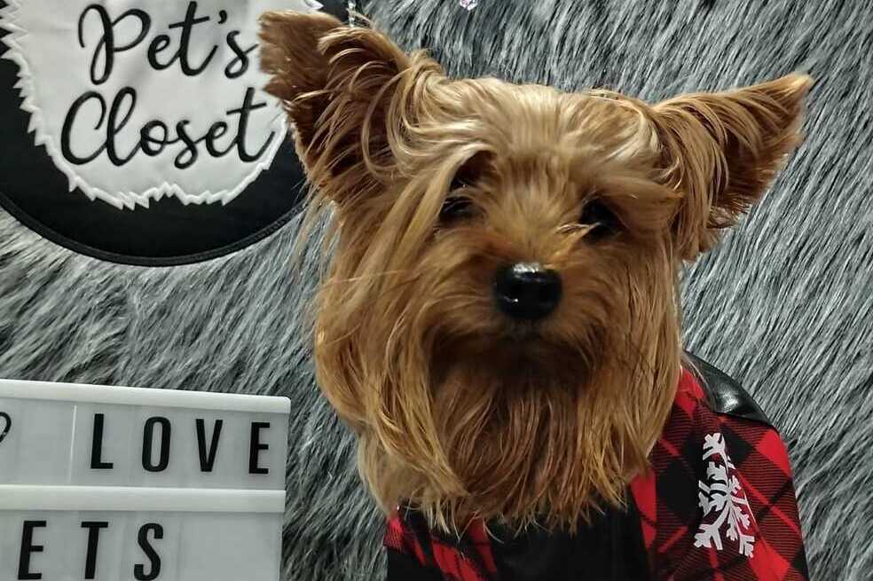 Pet’s Closet: Moda y comodidad para su mascota en esta navidad