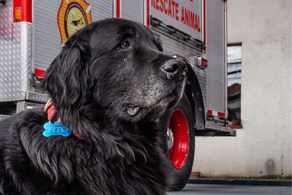 Fito, el perrito jubilado de los bomberos que encontró un hogar a los 12 años