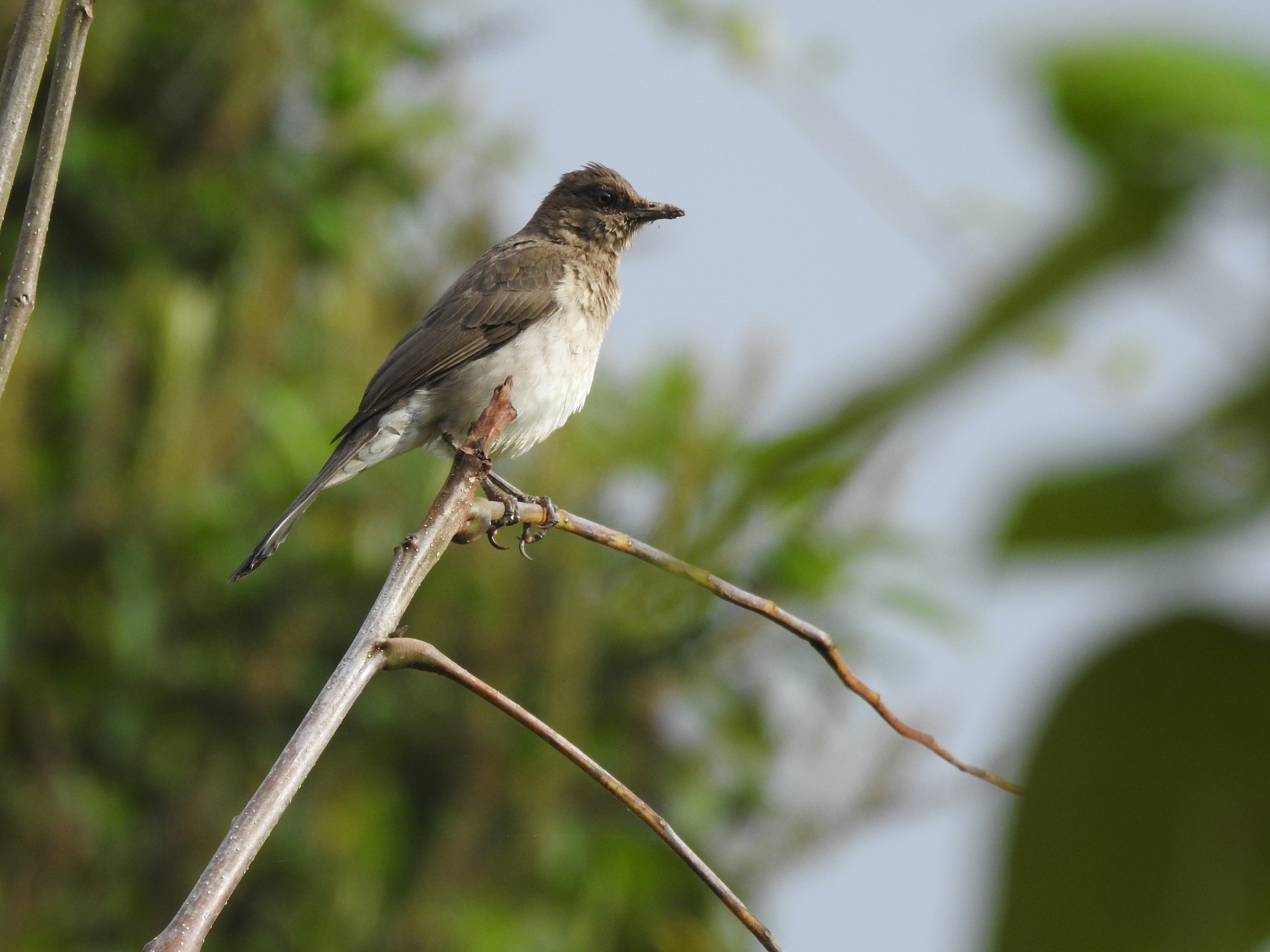 Nuevas especies de aves en Medellín