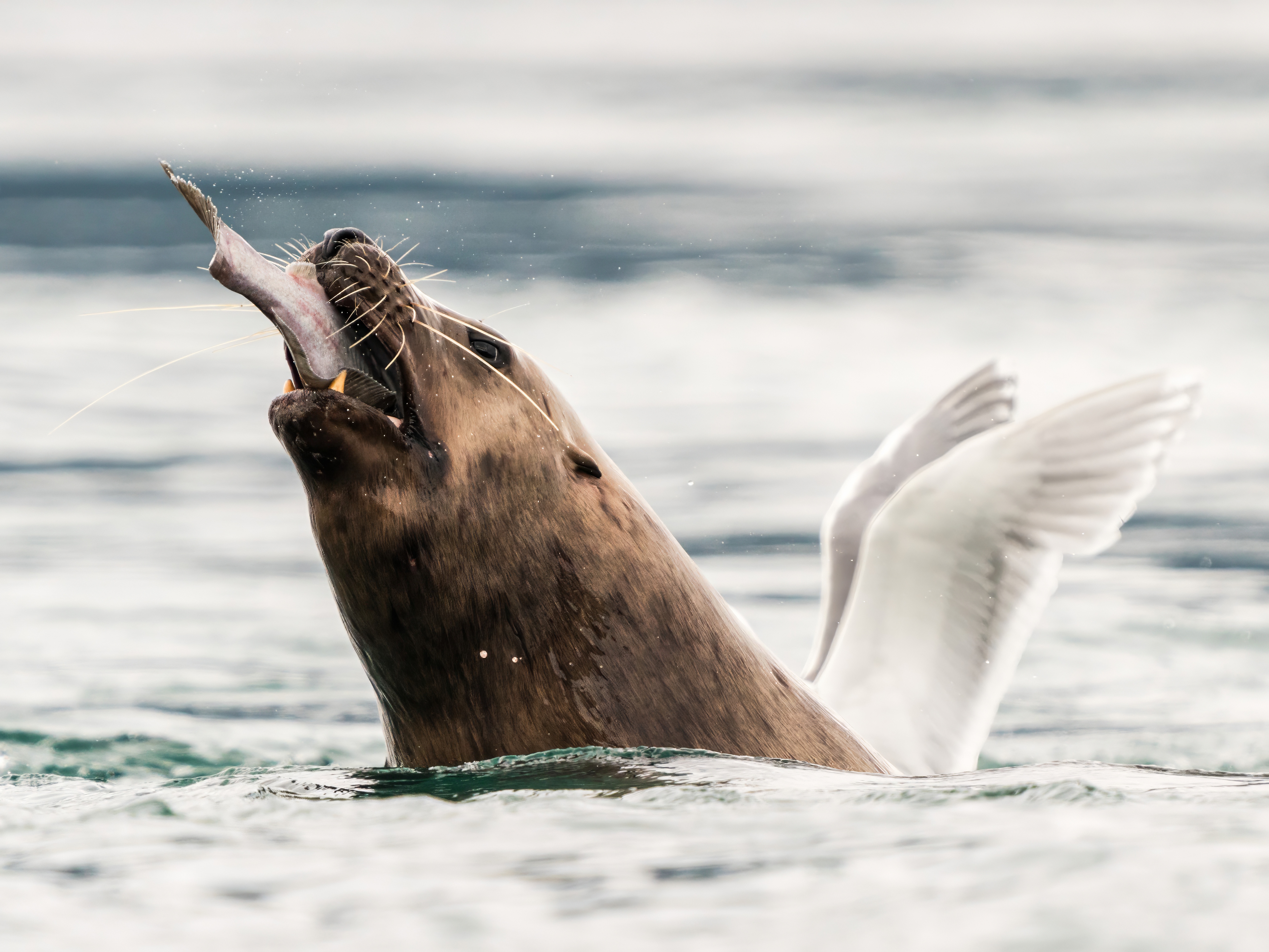 Fotografías de Comedy Wildlife Awards.