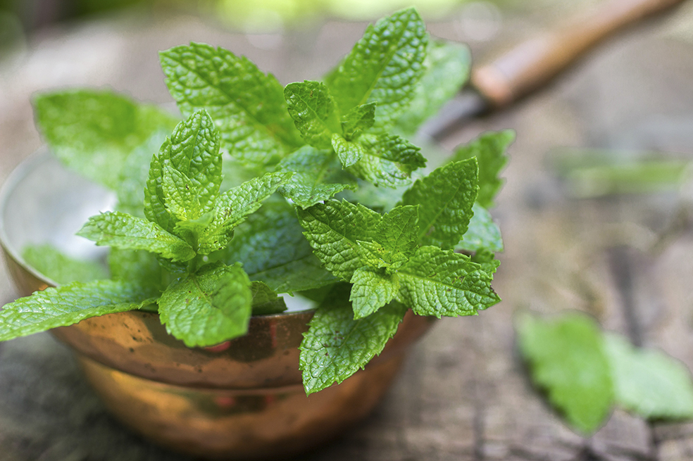 Menta