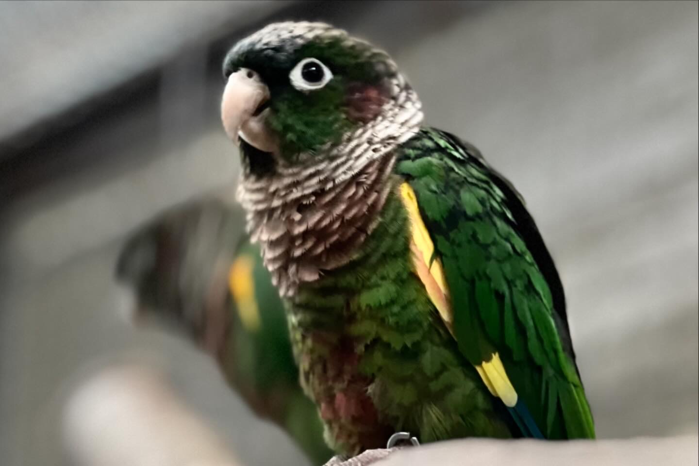 Por primera vez, registran al periquito aliamarillo en el Huila, una especie vulnerable