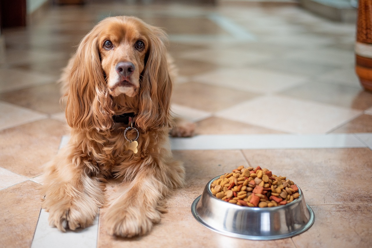 ¿Cuántas veces al día debe comer un perro según su edad?