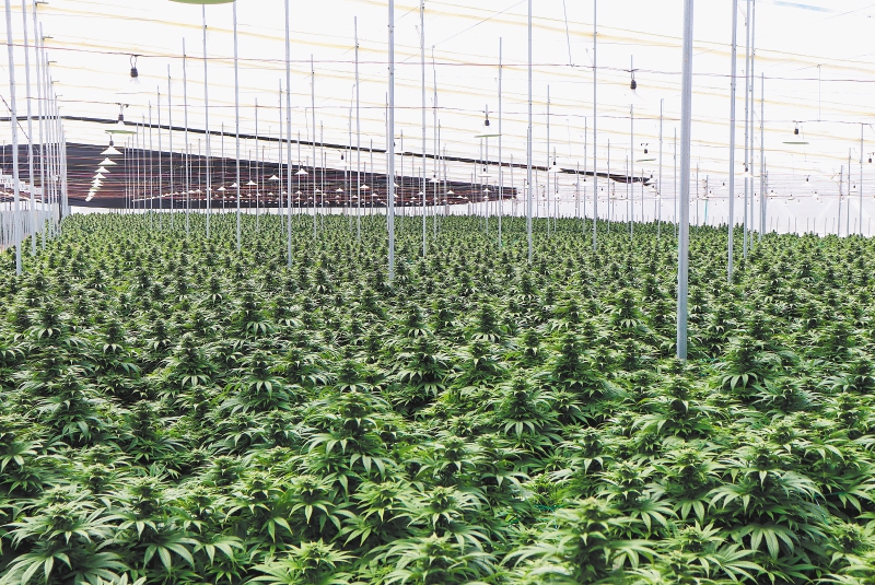 Cundinamarca es el departamento con mayor número de personas que han logrado licencias para el manejo de semillas y su cultivo: 372. (imagen de referencia).