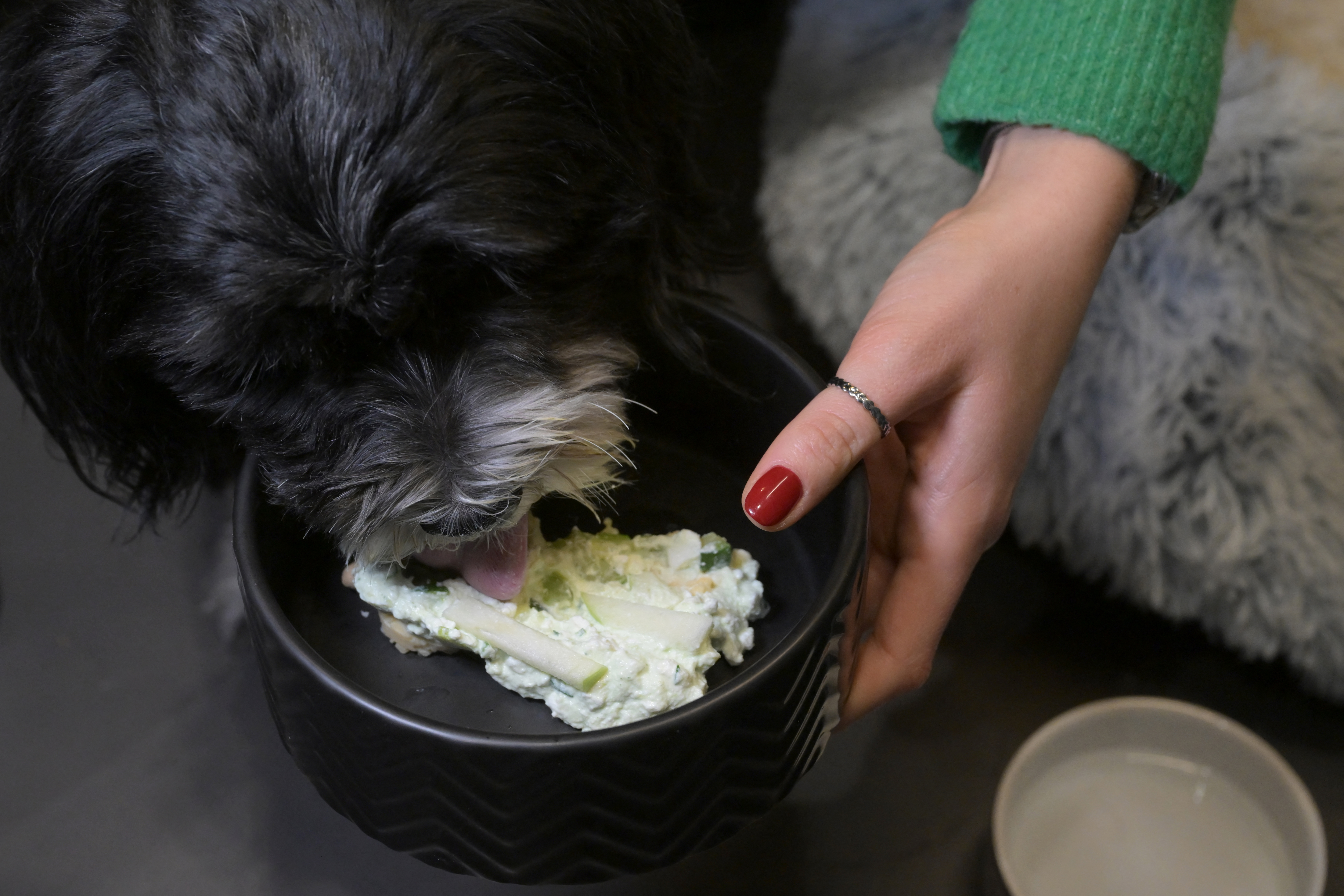 Los perros de Roma ya tienen su restaurante gourmet