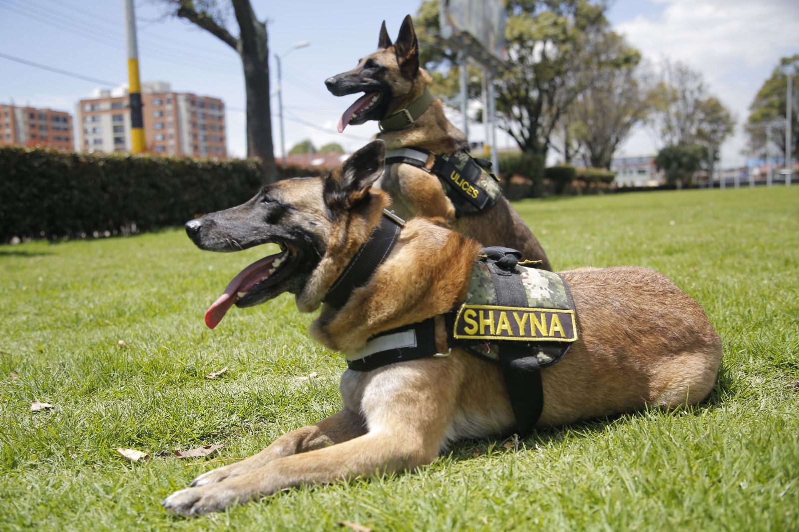 Los héroes de cuatro patas del Ejército colombiano que han salvado más de 28.000 vidas