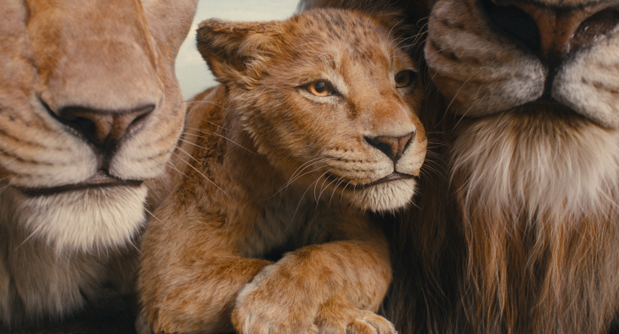 ‘Mufasa: El rey león’, la historia nunca antes contada llega al cine