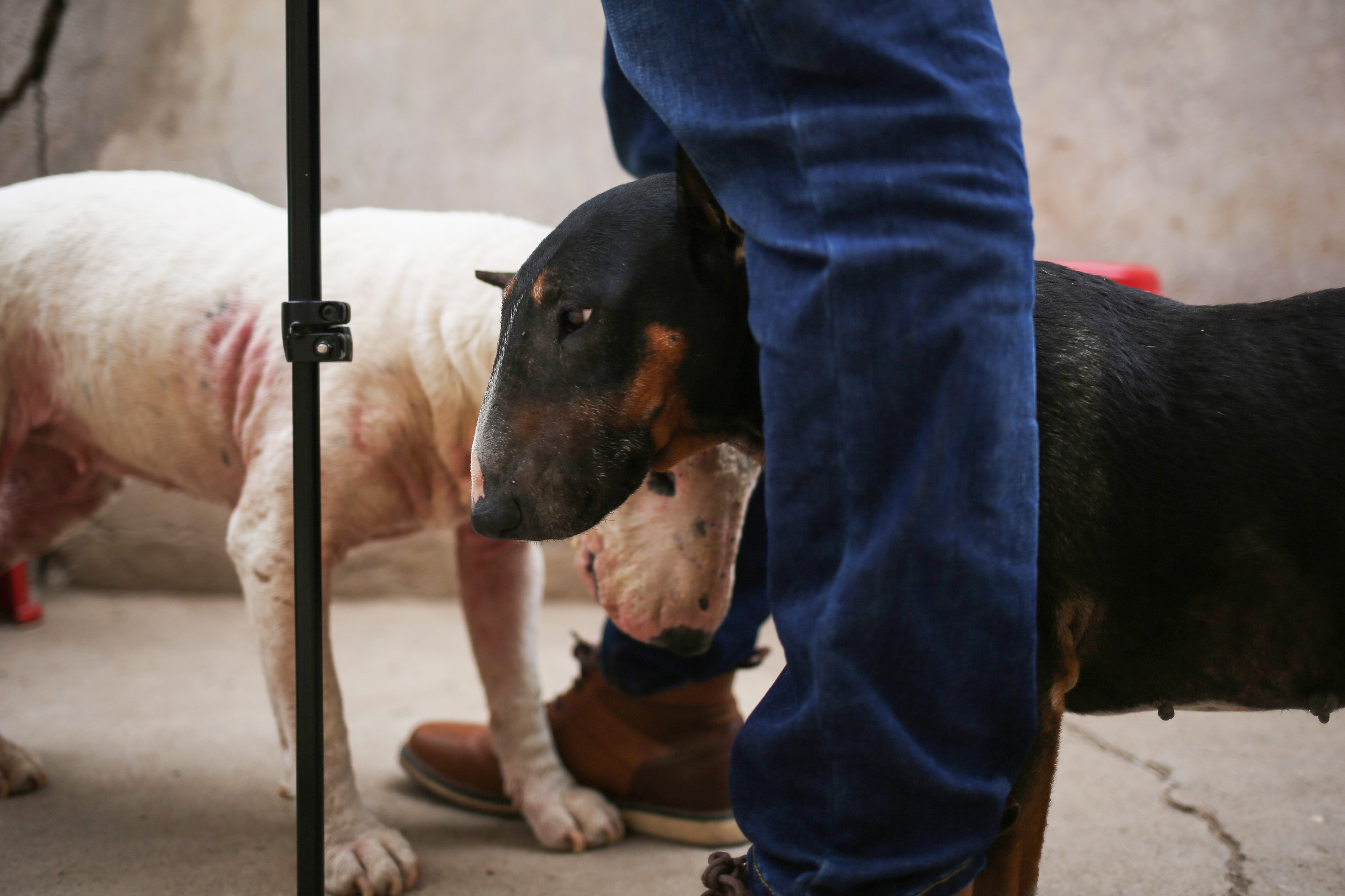 Los perros ayudan a los veteranos de guerra con sus problemas de salud mental