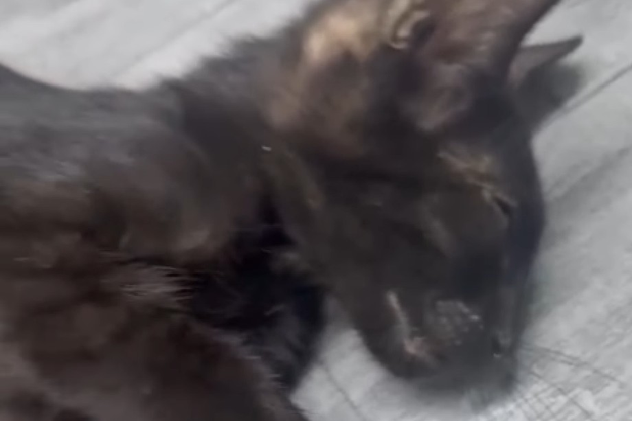 Gatito de pocas semanas fue envenenado en Santa Marta, fundación busca fondos para salvarlo