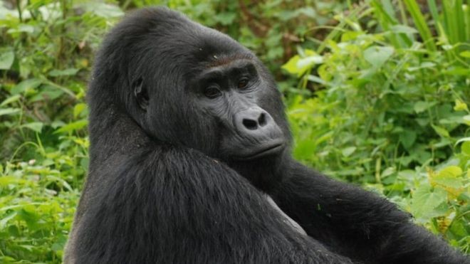 Once años de cárcel para el cazador que mató a un popular gorila en África
