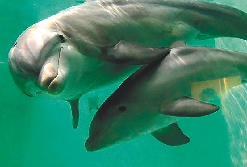 Registran por primera vez una conversación entre dos delfines