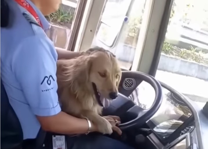 Perros conductores y gatos viajeros protagonizan videos virales en el transporte público