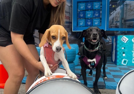 Ciclovía de Bogotá tendrá zonas gratuitas de juegos, descanso y bienestar para las mascotas