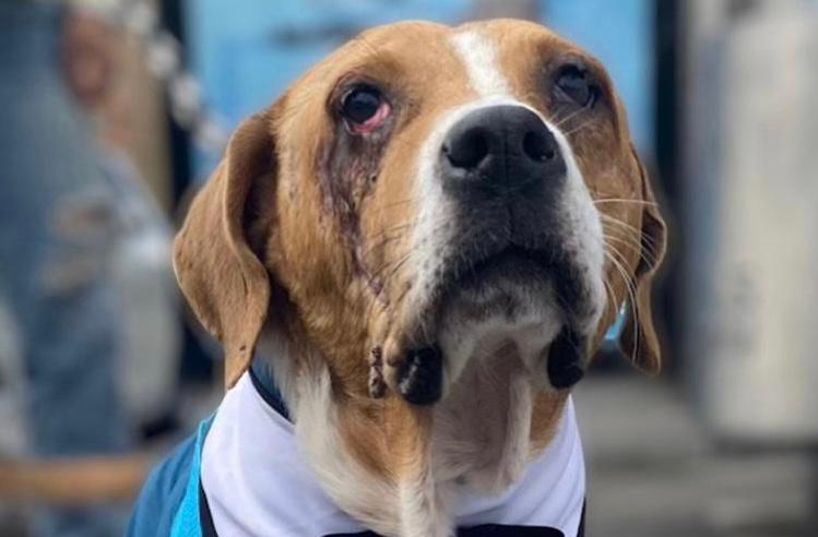 (Video) La historia de Ángel, el caso de maltrato animal más grande de Colombia