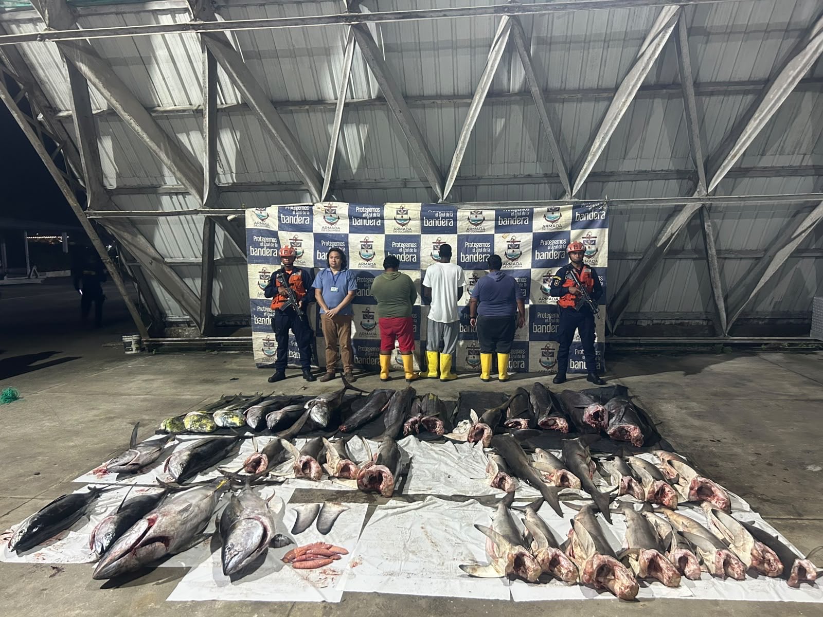 Decomisan 800 kilos de especies marinas extraídas, al parecer, del Santuario Malpelo
