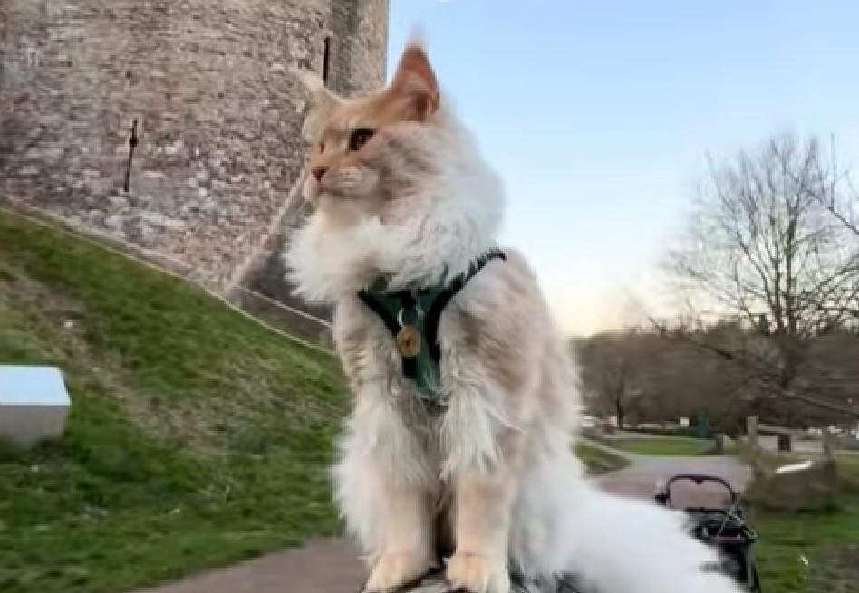 Pensaron que su gato sería pequeño para siempre, pero sorprendió a todos