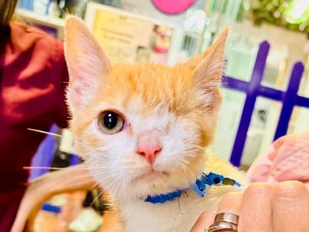 Buck, el gato maltratado que perdió un ojo y finalmente encontró una familia