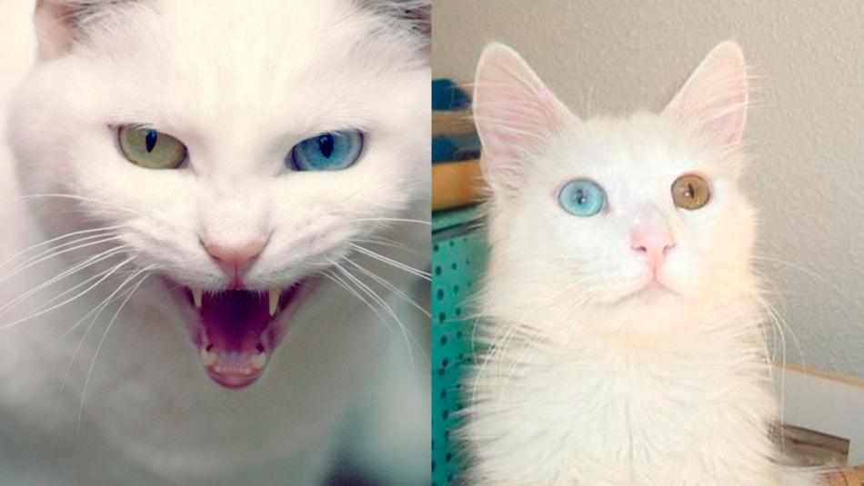 El gato Angora