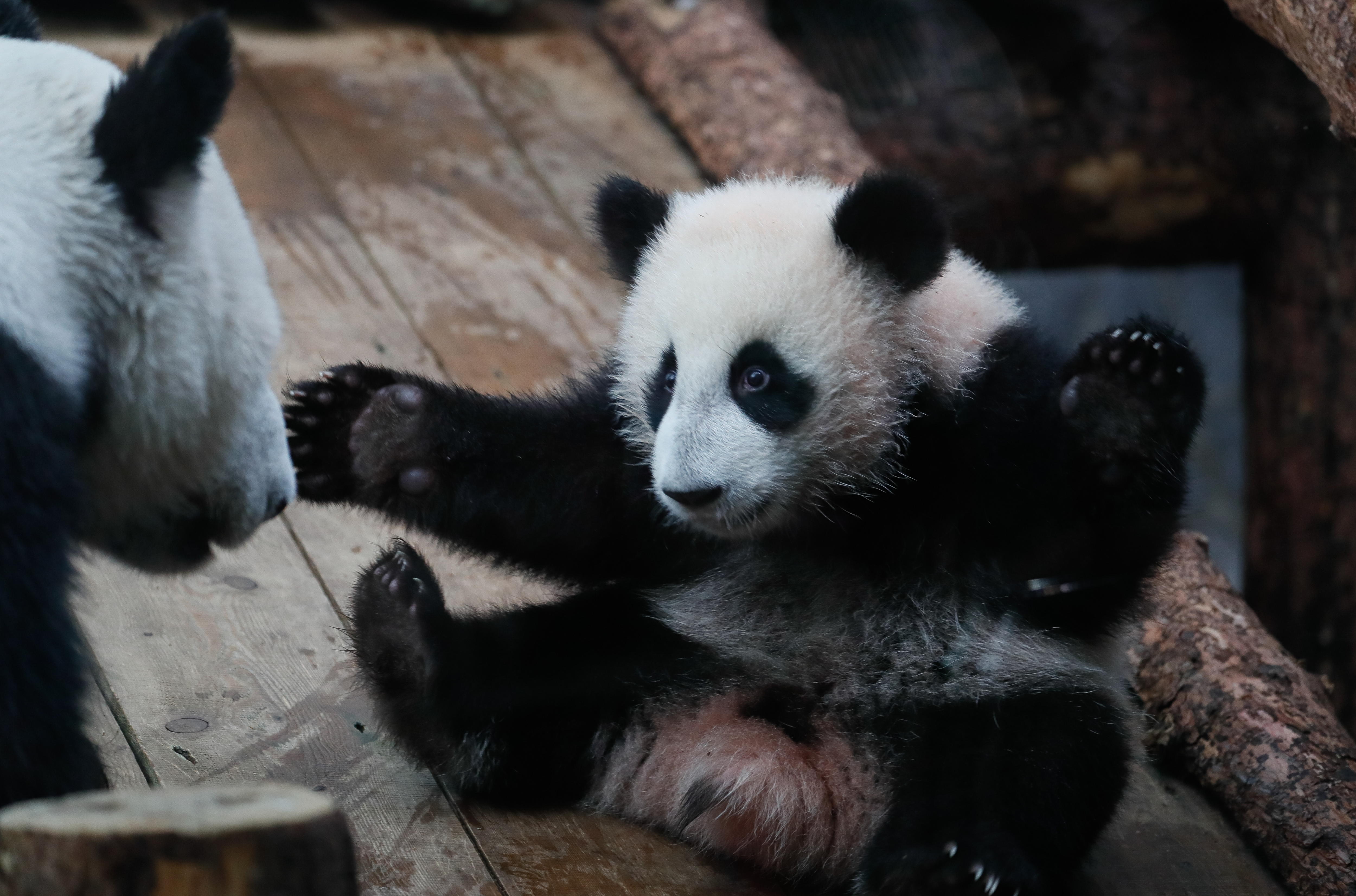 Turismo del panda: la estrategia de Hong Kong para atraer visitantes