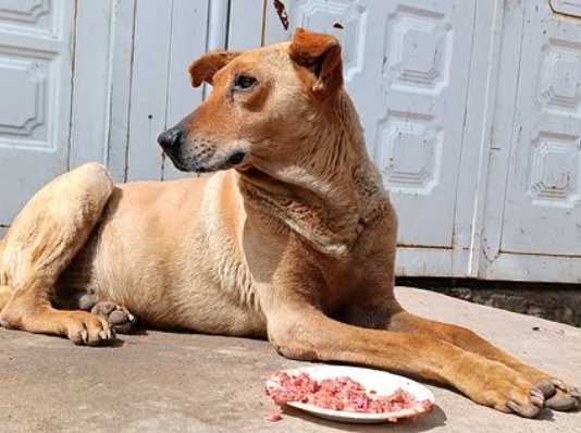 ¿Quiere dar un regalo de Navidad a los más vulnerables? Perros de la calle esperan su cena