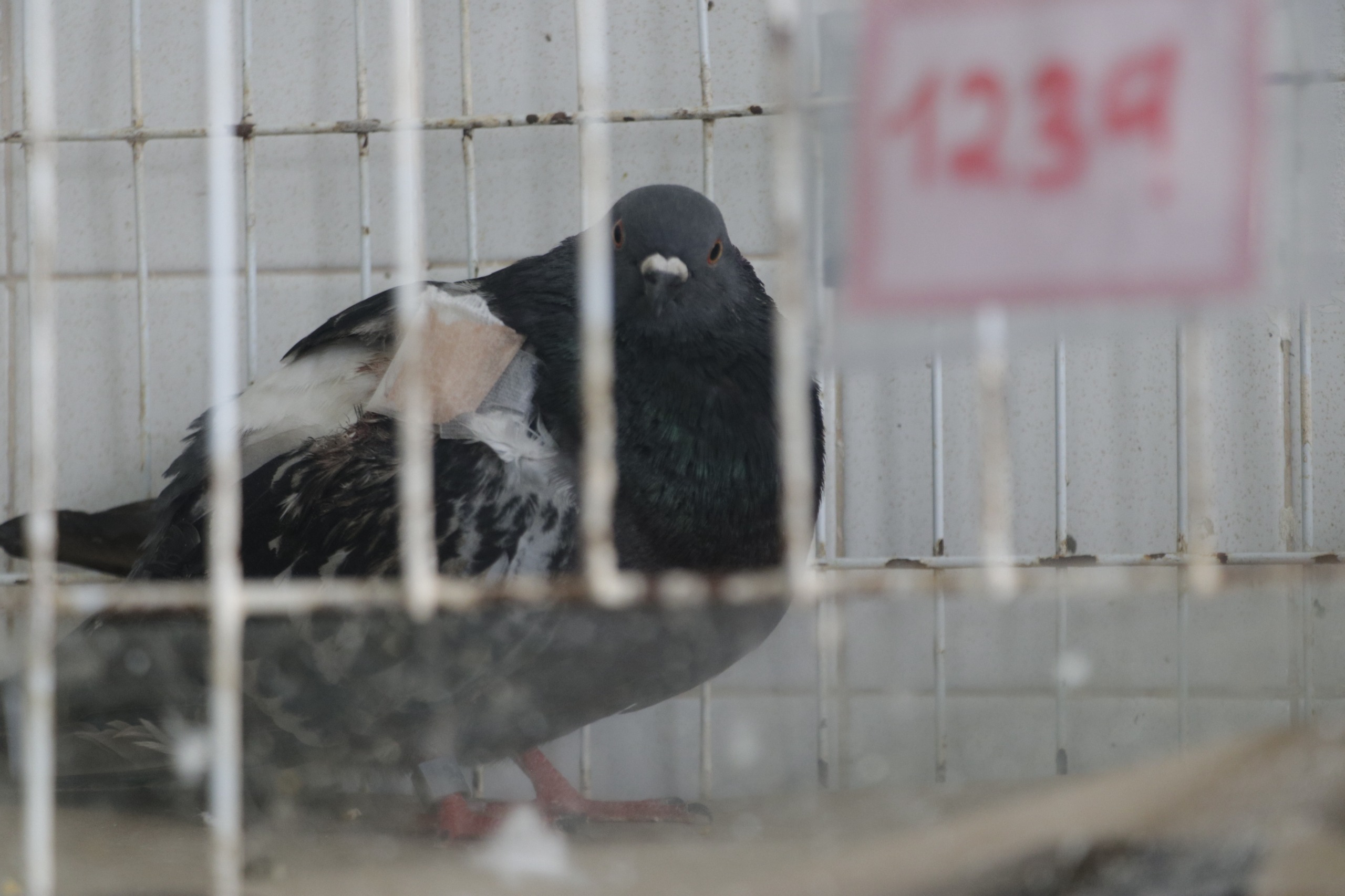 Clínica de Palomas de Bogotá, ubicada en zona rural de Usme.