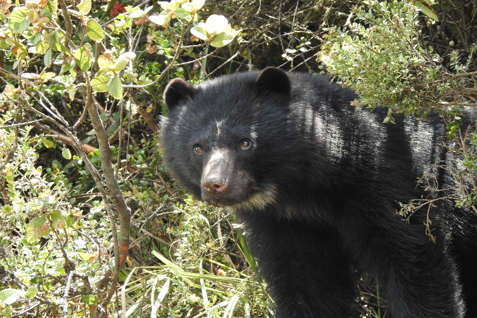 Encuentran a Tamá, el oso de anteojos que había escapado del Parque Jaime Duque