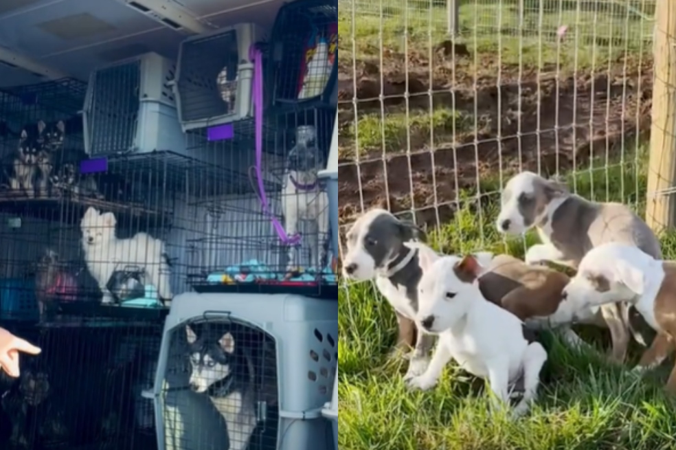 “Misión cumplida”: así fue el heroico rescate de 20 perros que iban a ser sacrificados