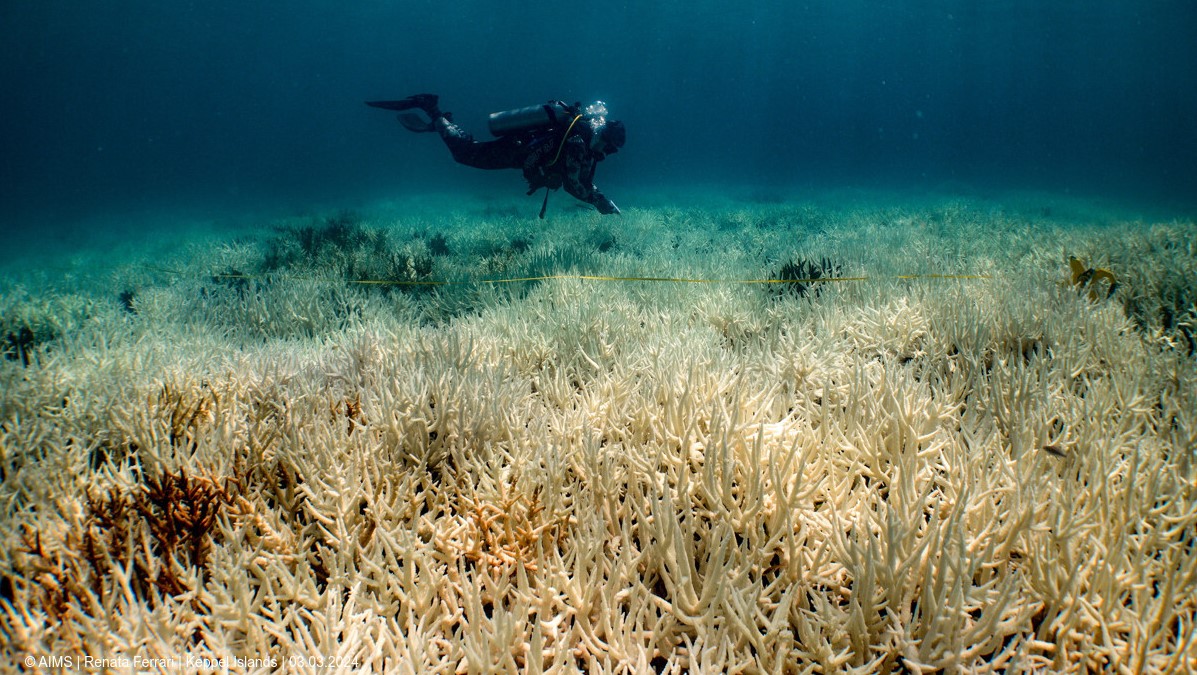 Así se ve el blanqueamiento de coral en la Gran Barrera de Coral en Australia.