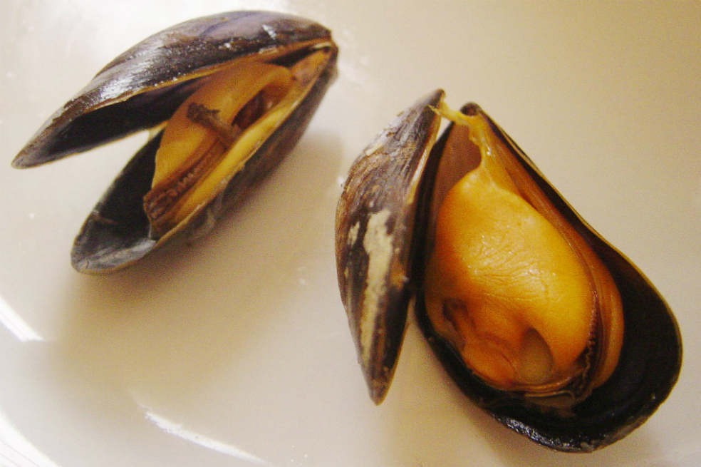 Descubren mejillones contaminados con sustancias opiáceas
