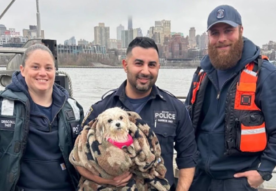 La perrita fue trasladada al Animal Care Center (ACC) de Nueva York, donde se le diagnosticó una infección respiratoria.