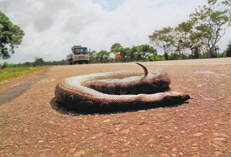 Las serpientes están muriendo en las carreteras, pero eso no es lo más grave