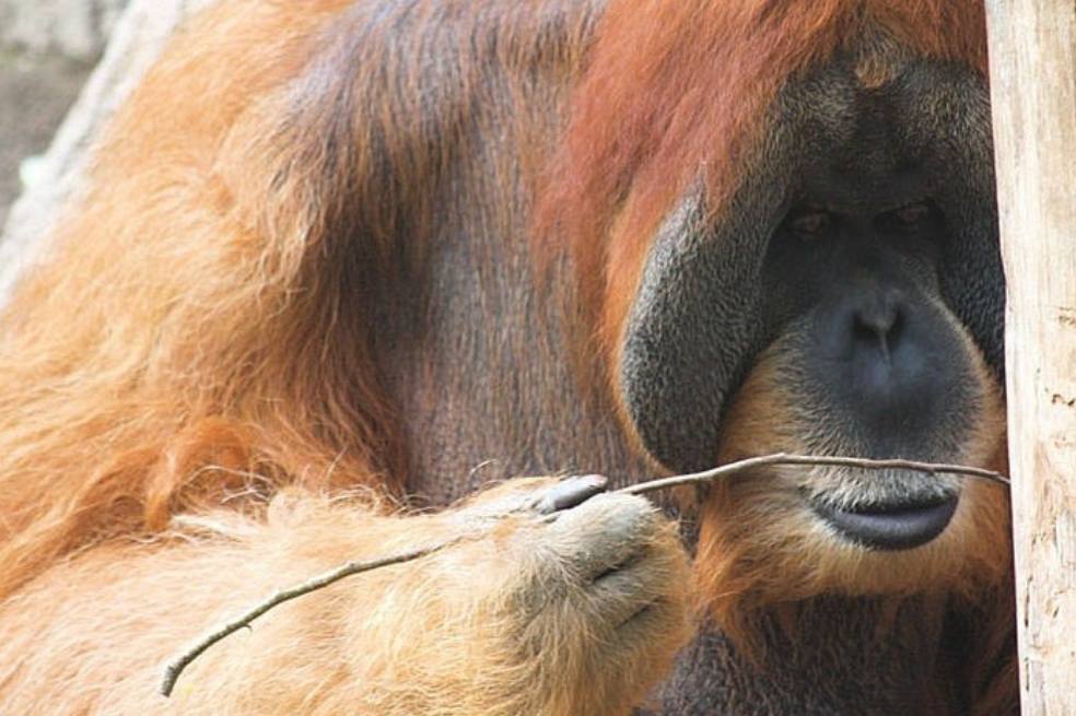 Orangutanes son capaces de crear herramientas para comer