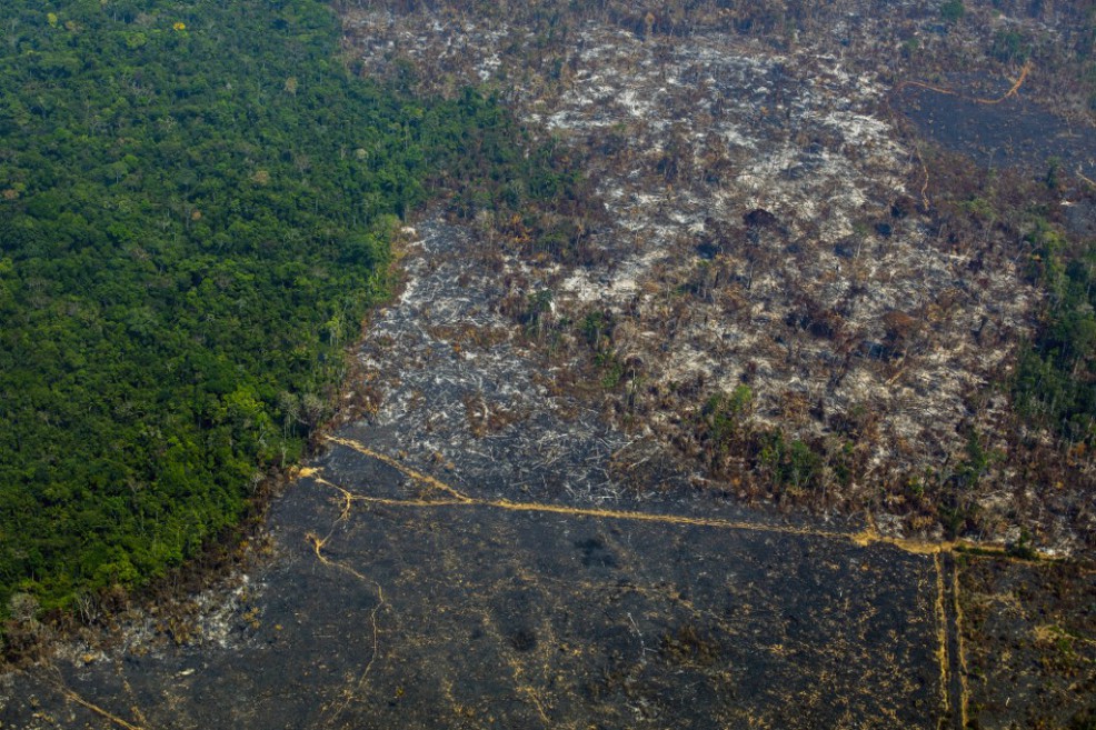 El mundo perdió el año pasado un área de bosque equivalente al tamaño de Suiza