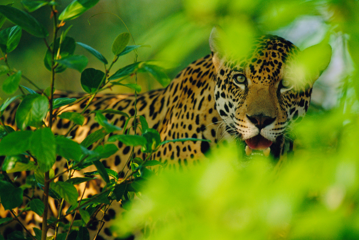 Los 18 países donde habita el jaguar se unen para luchar contra el tráfico de esta especie