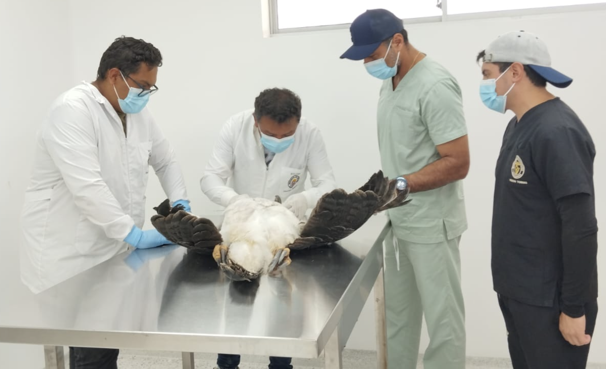 Murió águila con heridas en sus alas e intoxicada en Norte de Santander: ¿qué pasó?