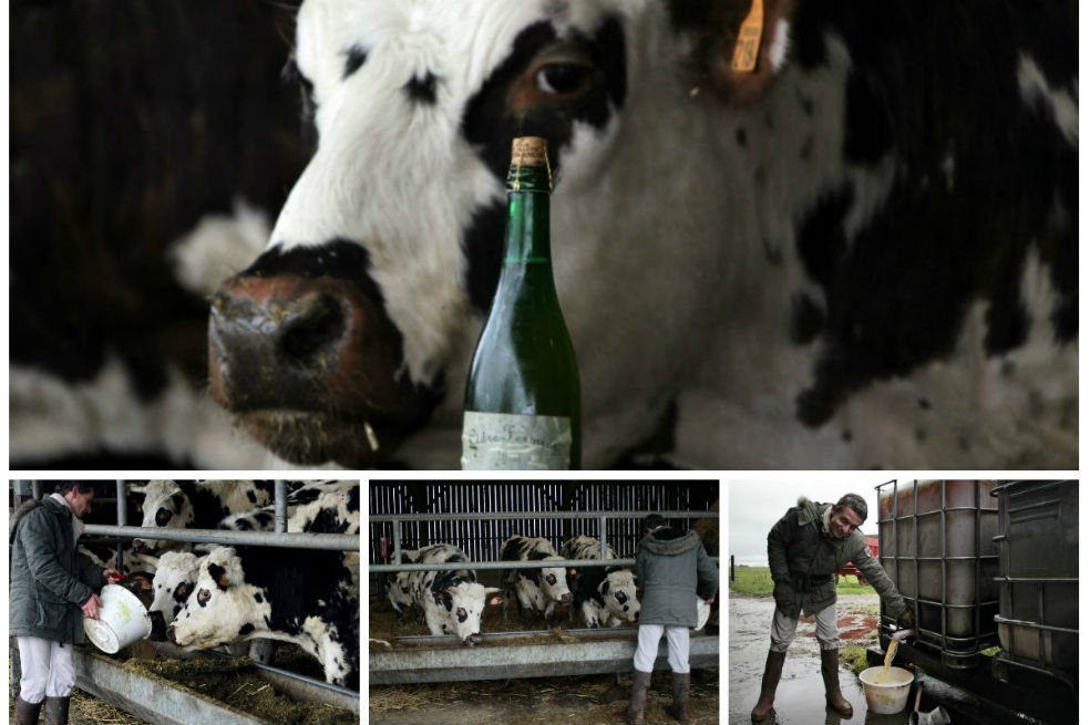 A punta de sidra ablandan carne de vaca en Francia