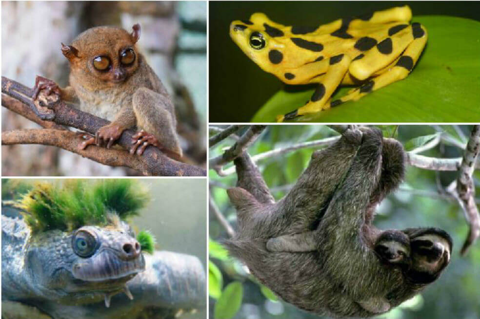 Comercio mundial de vida silvestre afecta a una de cada cinco especies