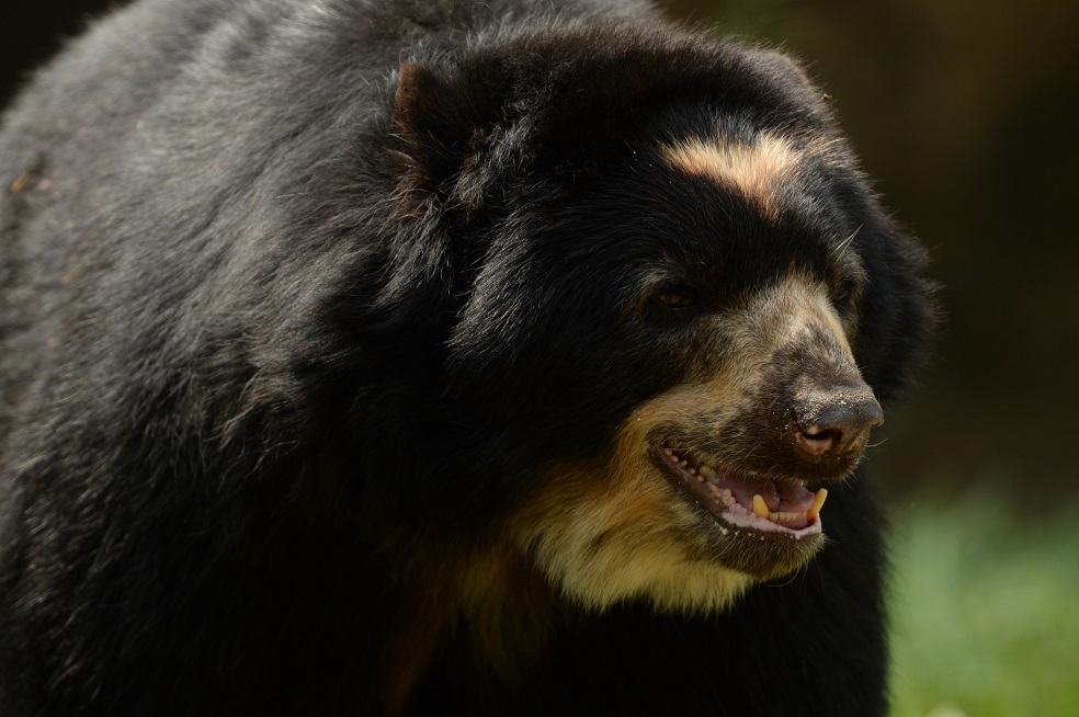 Un proyecto en Colombia busca cambiar la percepción negativa que tienen los campesinos sobre el oso andino.Foto: 'El Pato' Salcedo / WCS ColombiaSe trata de la iniciativa Conservamos la Vida, un programa público-privado destinado a proteger el hábitat de los osos y reducir el conflicto de esta especie con los humanos. Mediante este programa, los propietarios de campos agrícolas, en zonas donde habitan los osos, se comprometen a destinar una parte de su finca para la conservación y a cambio reciben beneficios para mejorar su productividad y su economía.