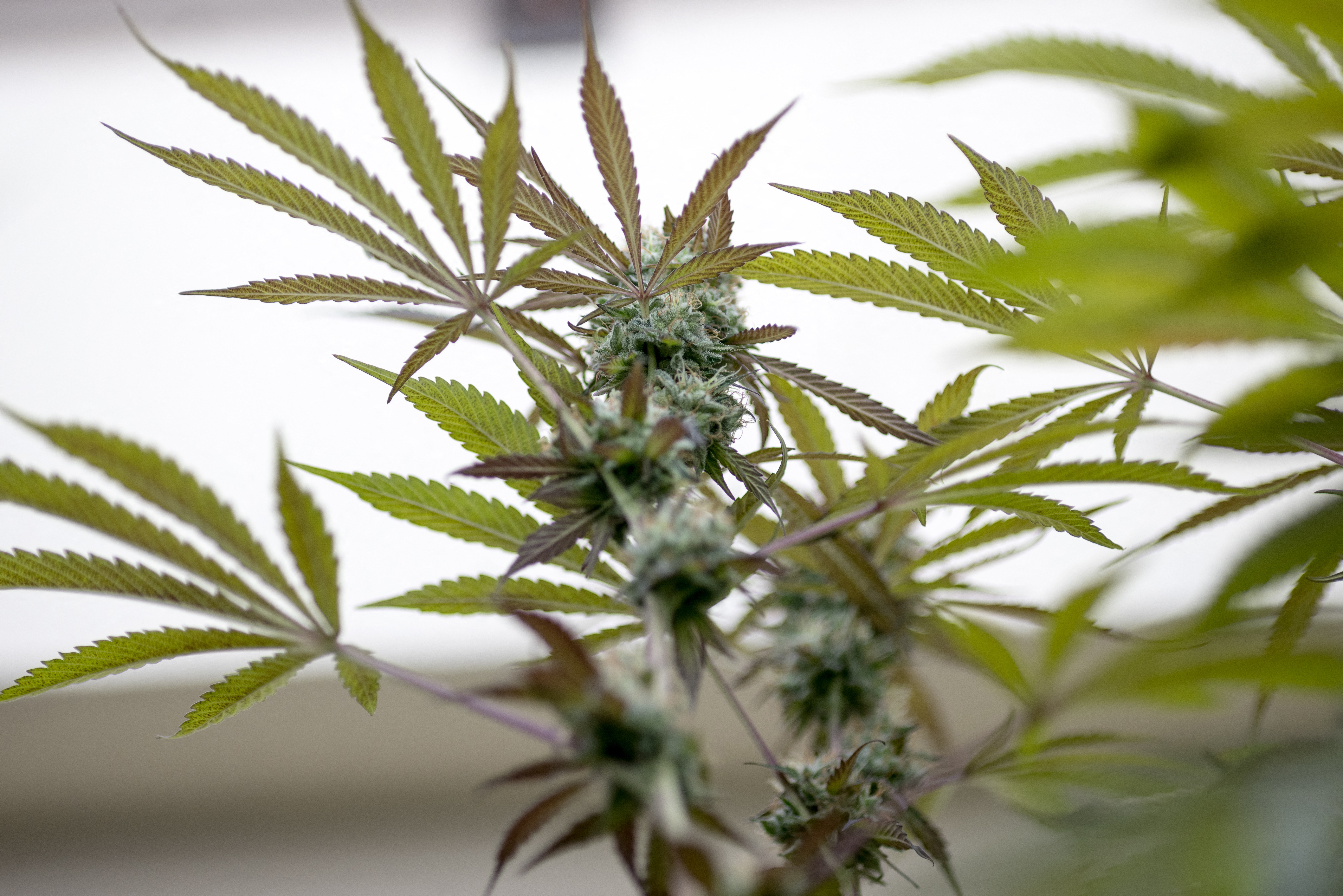 ABC del cannabis medicinal y otros usos legales
