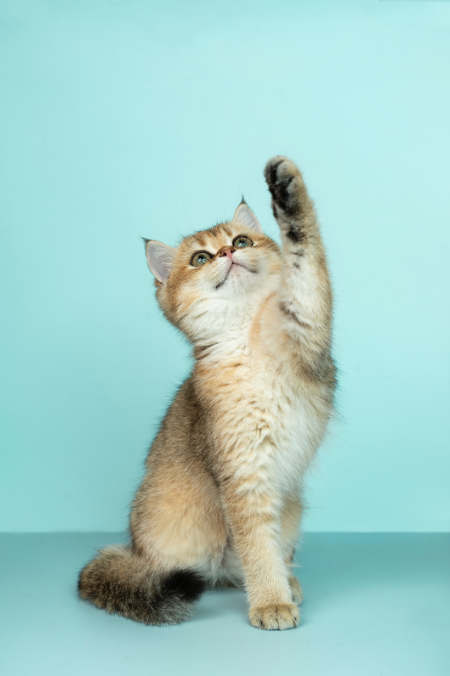 ¿Cuáles son las razas de gatos más populares en Colombia?