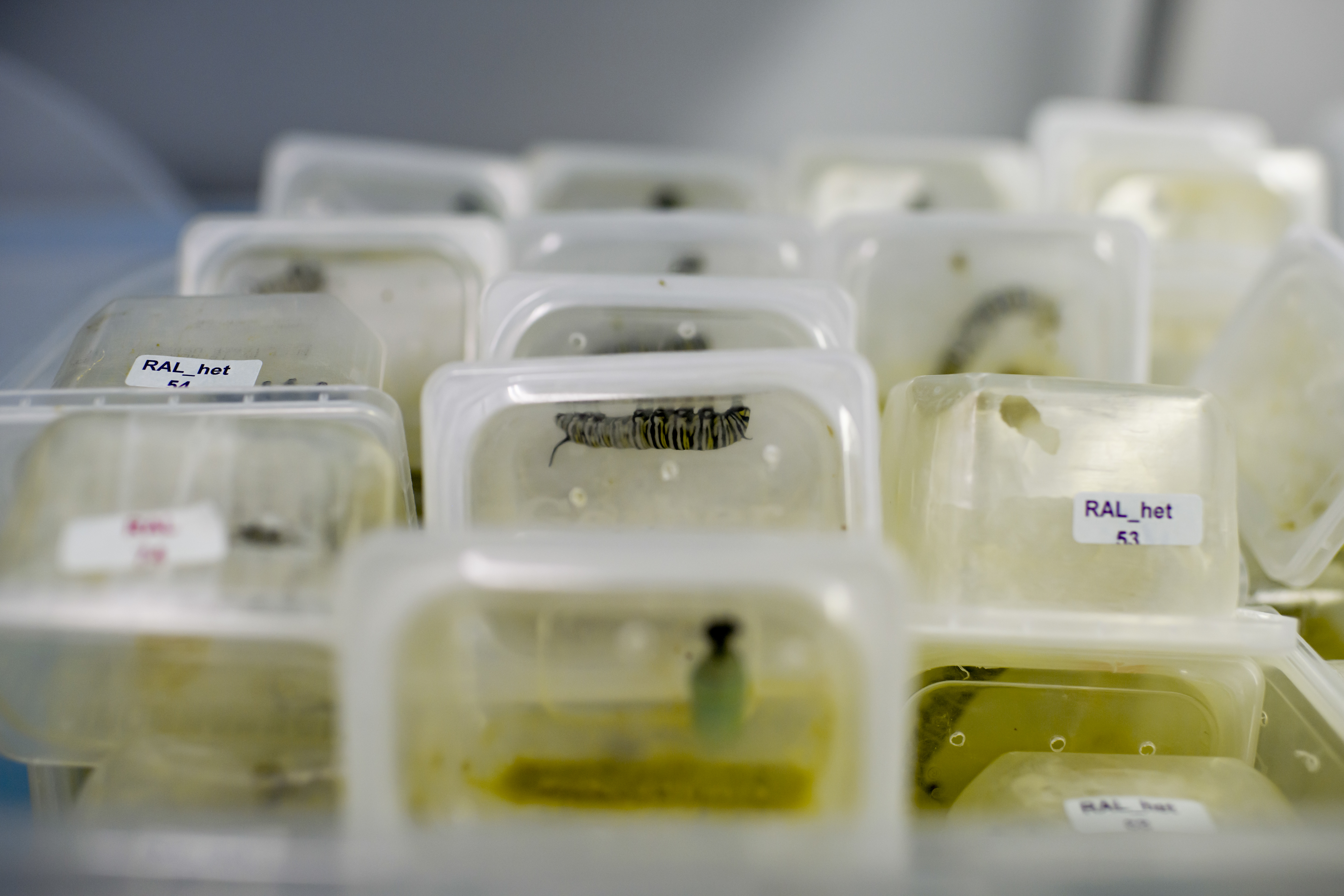 Orugas de mariposa monarca criadas en el laboratorio.
